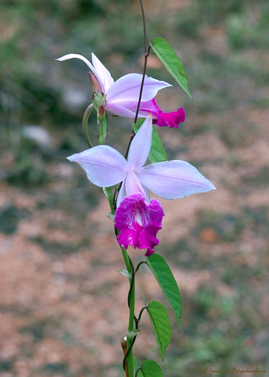 Arundina graminifolia subsp. graminifolia (D.Don) Hochr.